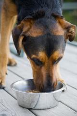 InVivo compra alimento para animales brasileño