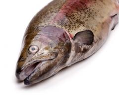 Agrosuper acuerda compra de AquaChile
